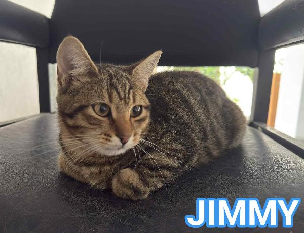 Jimmy, Dolce Micino In Adozione!