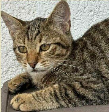 JIMMY, dolce micino in adozione! Foto 3
