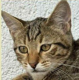 JIMMY, dolce micino in adozione! Foto 5
