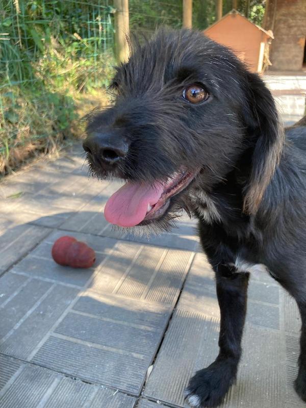 Achille