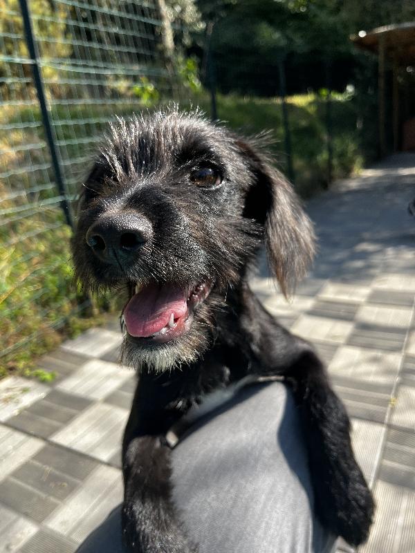Achille Foto 4