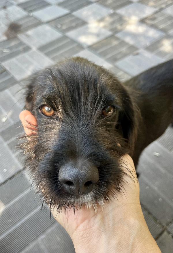 Achille Foto 5