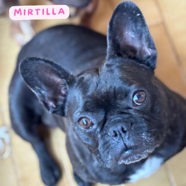 Mirtilla Bulldog Francese Cerca Adozione! Dolce E Buona 4 Anni