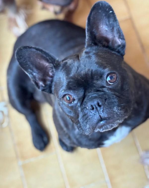 Mirtilla bulldog francese cerca adozione! dolce e buona 4 anni Foto 2