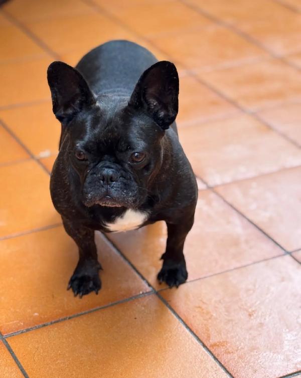 Mirtilla bulldog francese cerca adozione! dolce e buona 4 anni Foto 3