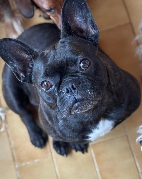 Mirtilla bulldog francese cerca adozione! dolce e buona 4 anni Foto 4