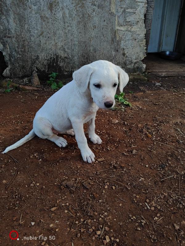 Frida Cucciola Simil Labrador 