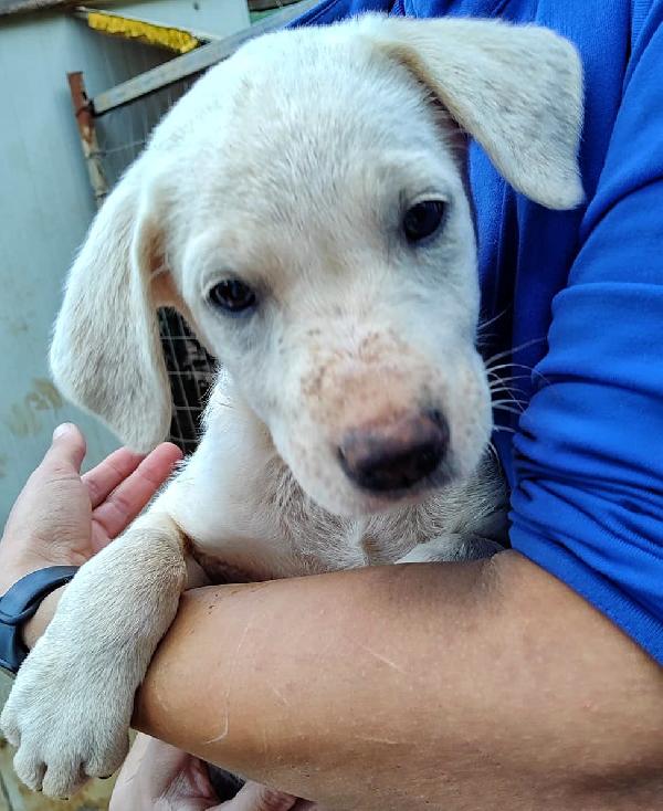 Frida cucciola simil labrador  Foto 2