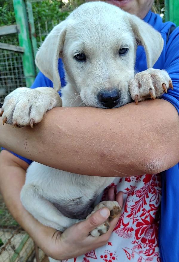 Diego, Cucciolo Simil Labrador 