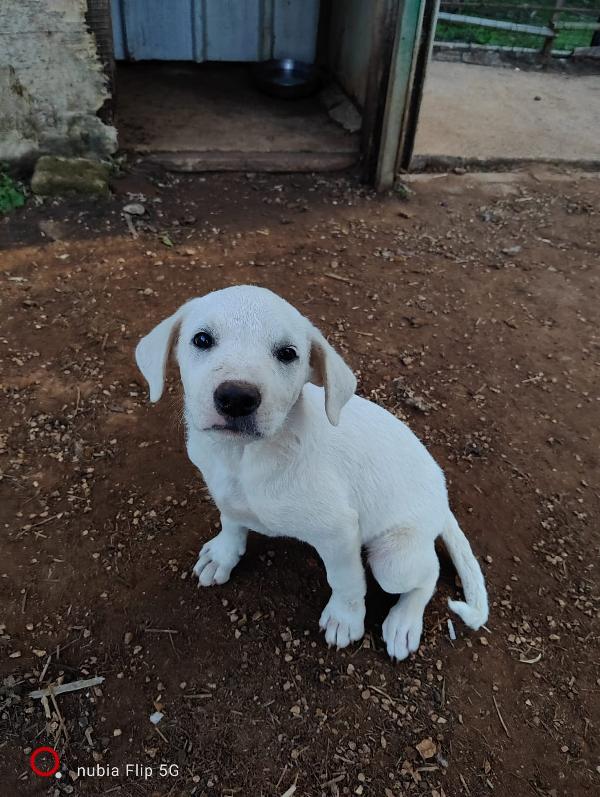 Diego, cucciolo simil labrador  Foto 2