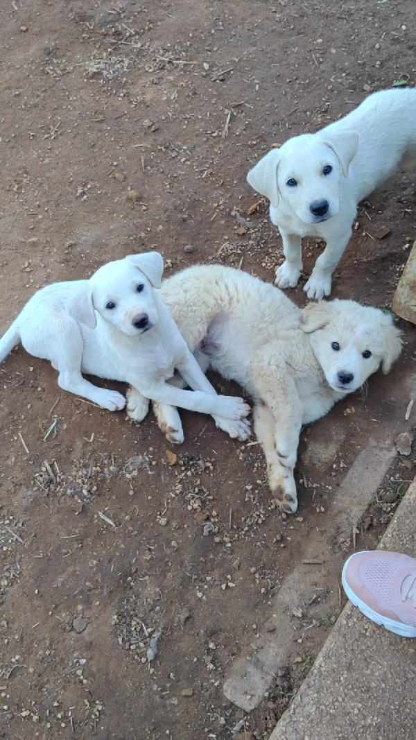 Diego, cucciolo simil labrador  Foto 3