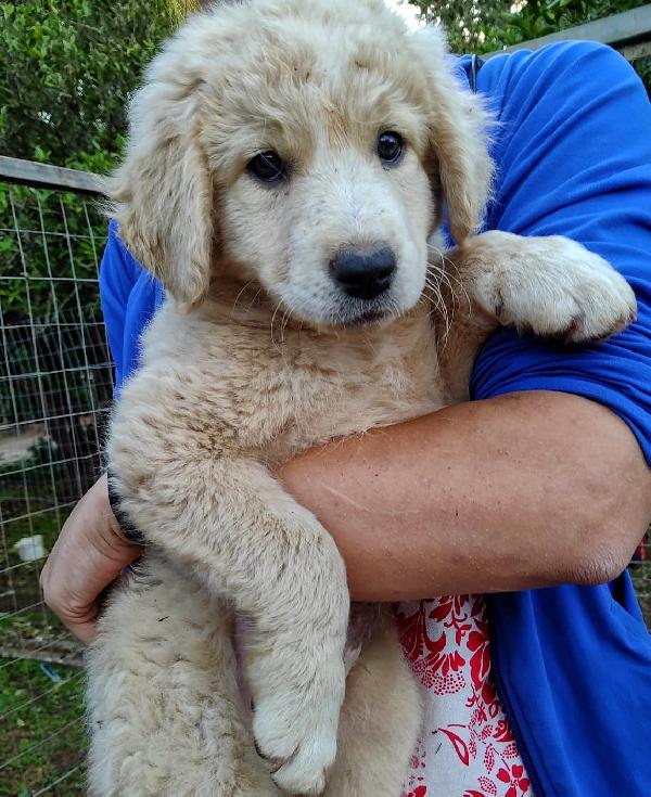 Cucciolo Simil Maremmano In Adozione 