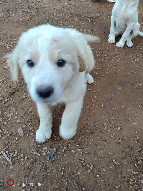 Cucciolo simil maremmano in adozione  Foto 2