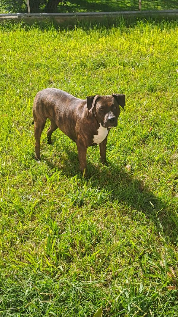 Maiale, Pitbull Di 4 Anni Cerca Una Nuova Casa