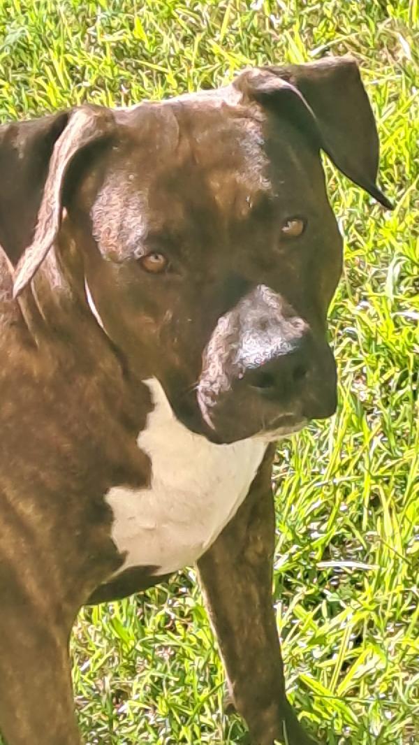 Maiale, pitbull di 4 anni cerca una nuova casa Foto 2