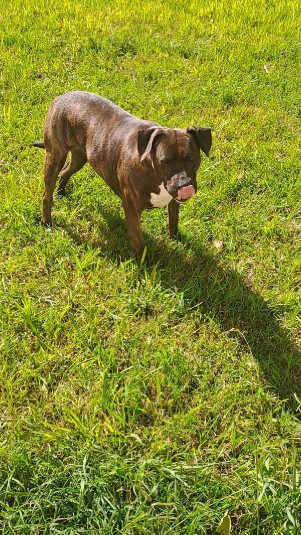 Maiale, pitbull di 4 anni cerca una nuova casa Foto 3