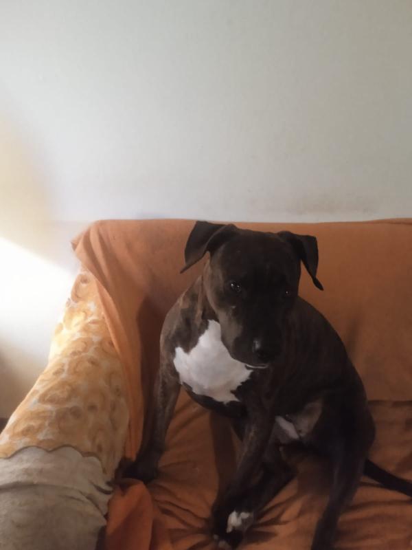 Maiale, pitbull di 4 anni cerca una nuova casa Foto 4