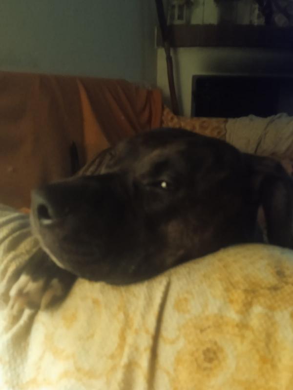 Maiale, pitbull di 4 anni cerca una nuova casa Foto 5