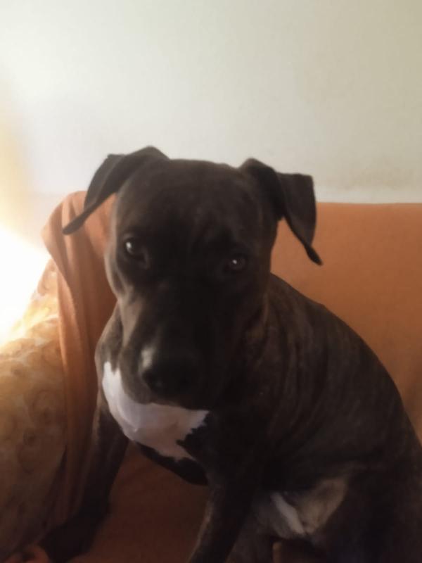 Maiale, pitbull di 4 anni cerca una nuova casa Foto 6