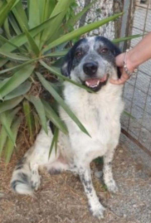 Barù 5Anni La Mamma Adottata Da Anni Lui In Canile Sud