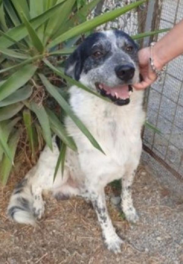 Barù 5anni la mamma adottata da anni lui in canile SUD Foto 2