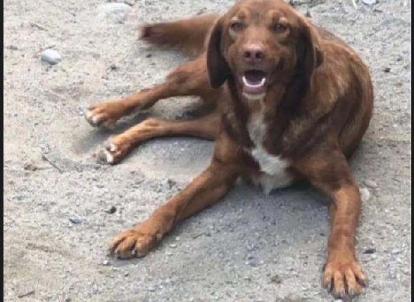 Chicco Color Nocciola Adulto Cresce In Rifugio.sud