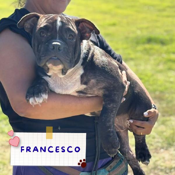 Francesco - American Bully Pocket 6 Mesi Cerca Casa 
