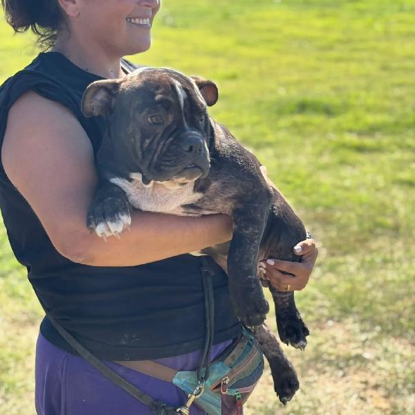 Francesco - american bully pocket 6 mesi cerca casa  Foto 5