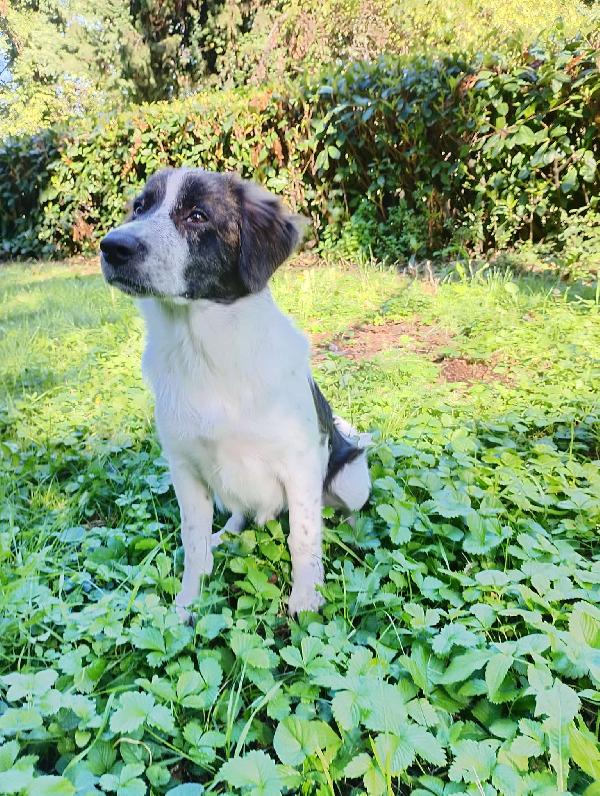 ‼️🐾 ricky 🐾‼️ in stallo a Bologna splendido cucciolo in adozione  Foto 5
