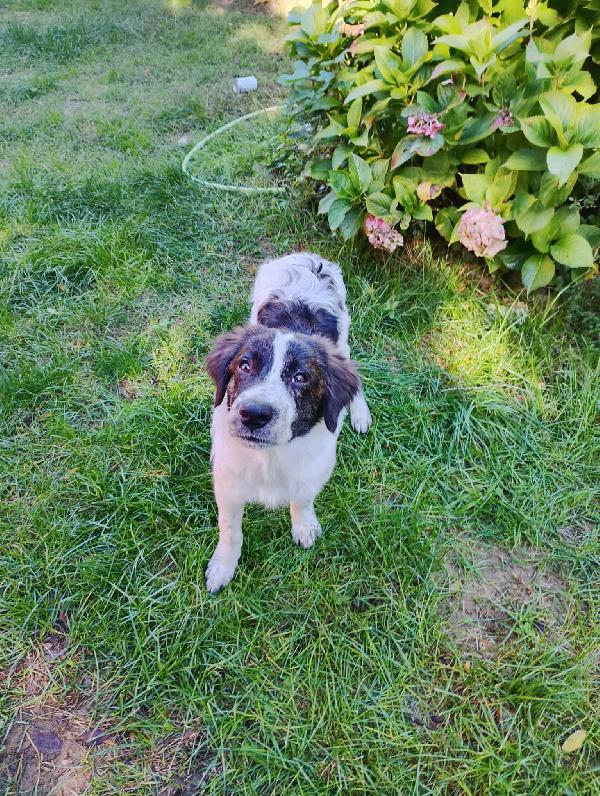 ‼️🐾 ricky 🐾‼️ in stallo a Bologna splendido cucciolo in adozione  Foto 7