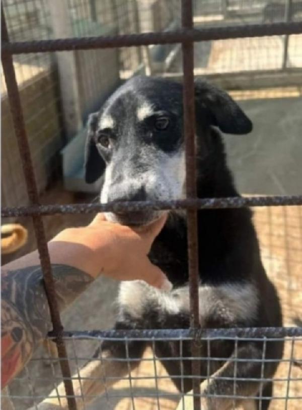 Musetto 11Anni Una Vita In Canile Sos Sicilia