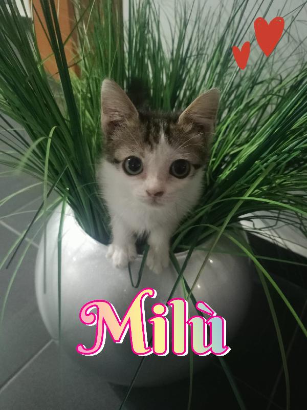 Milù Gattina 2 Mesi