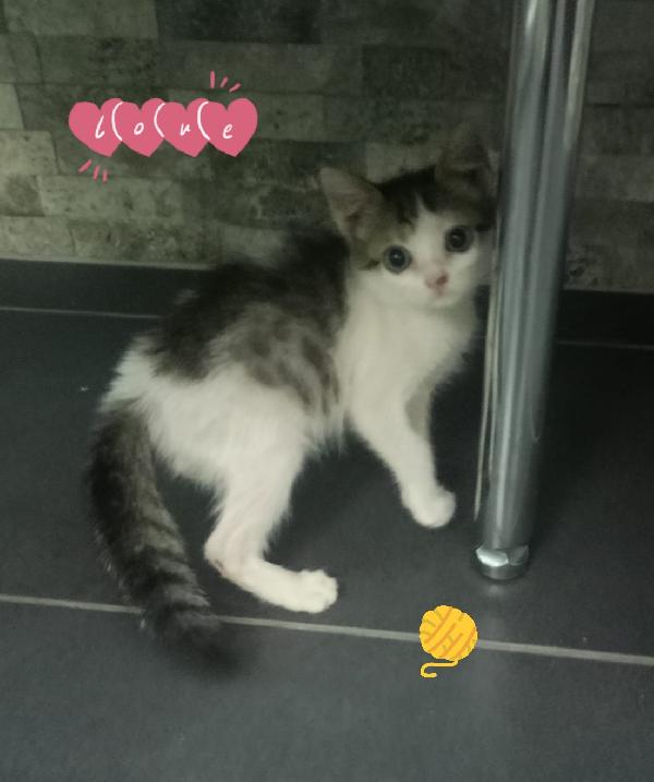 Milù gattina 2 mesi Foto 2