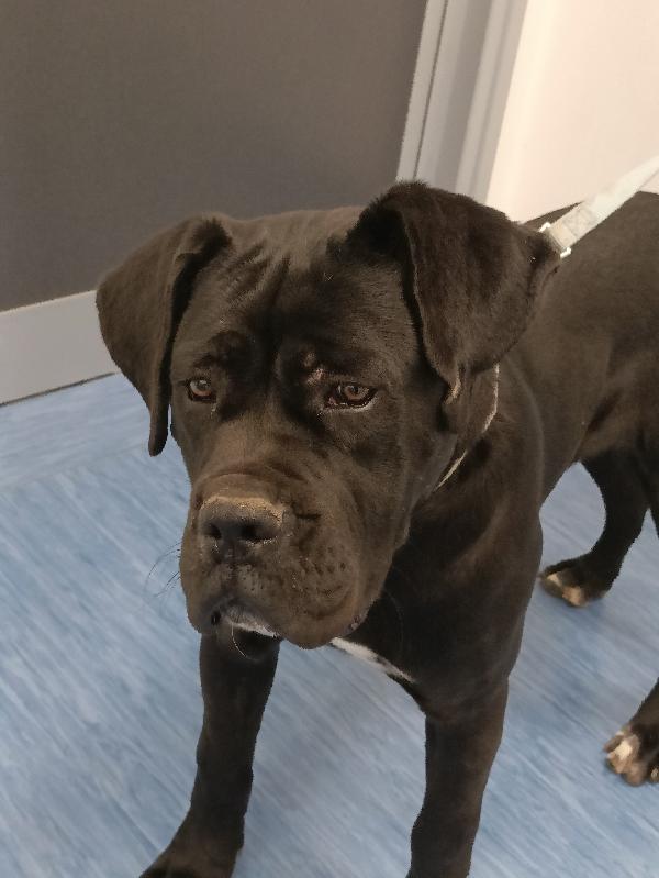 Ulisse, 10 mesi Foto 2