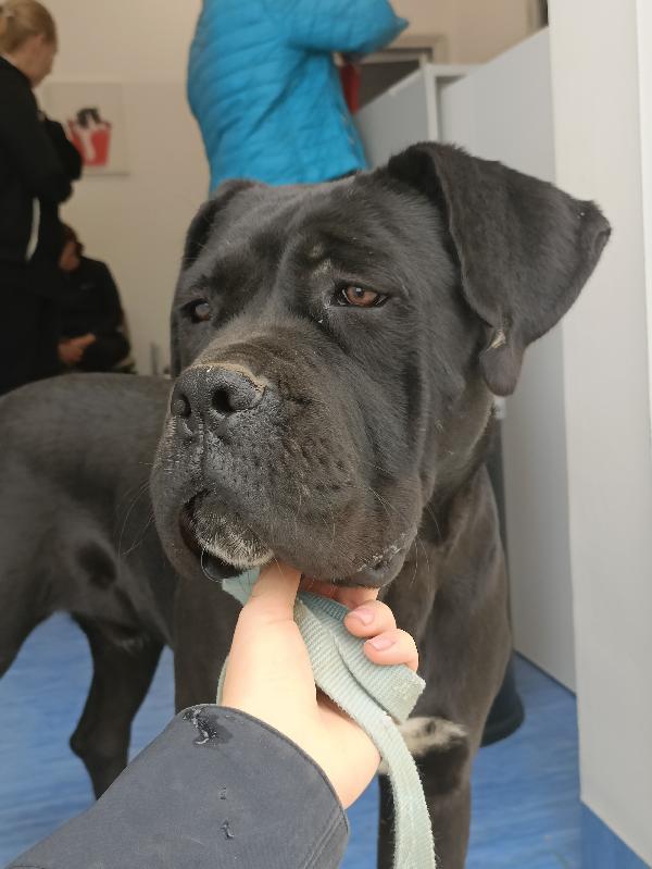 Ulisse, 10 mesi Foto 4