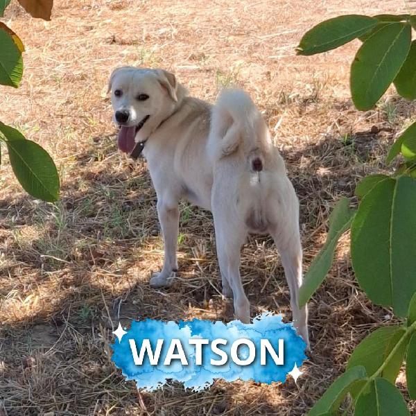 Watson..🔎