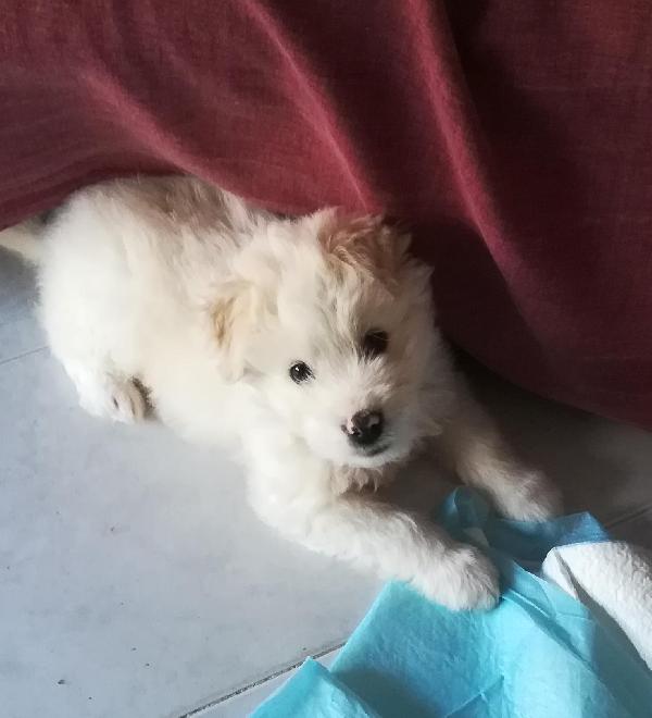 Leon, Mix Maremmano 2 Mesi 