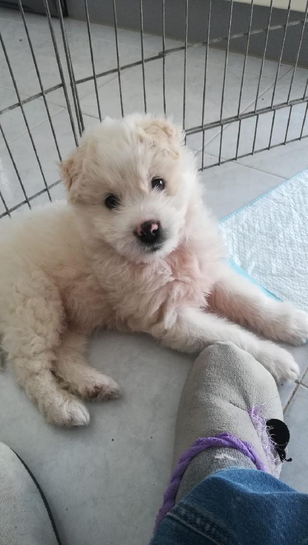 Leon, mix maremmano 2 mesi  Foto 2