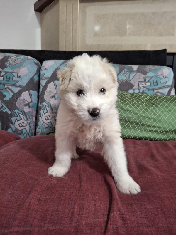 Leon, mix maremmano 2 mesi  Foto 3