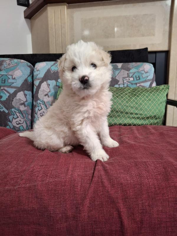 Leon, mix maremmano 2 mesi  Foto 4