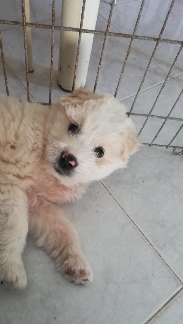 Leon, mix maremmano 2 mesi  Foto 6