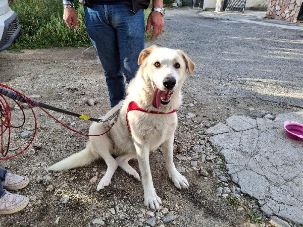 Nuage splendida giovanotta simil Golden/Labrador  Foto 5