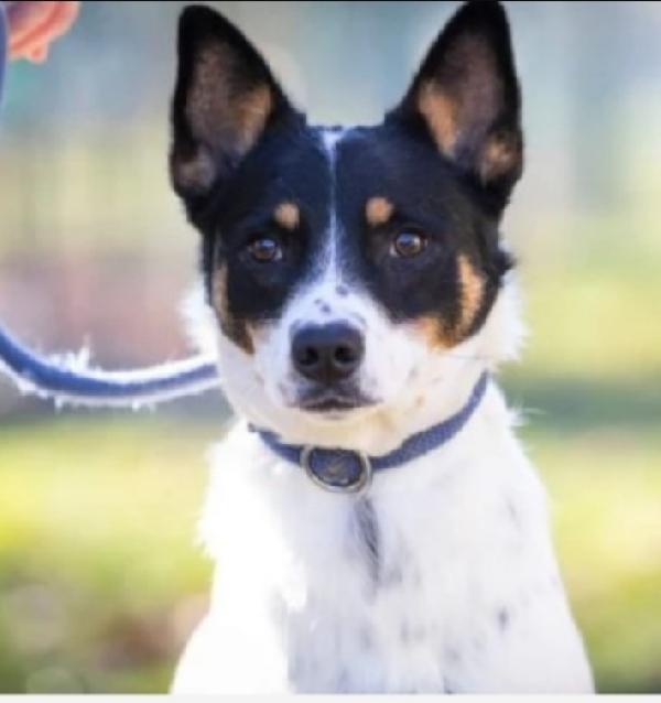 Femmina 3/4Anni Non Riesce Ad Uscire Dal Canile! Varese