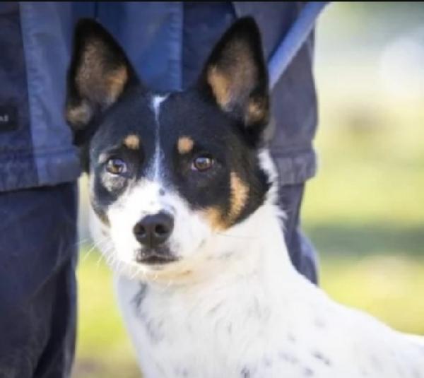 Femmina 3/4anni non riesce ad uscire dal canile! VARESE Foto 3