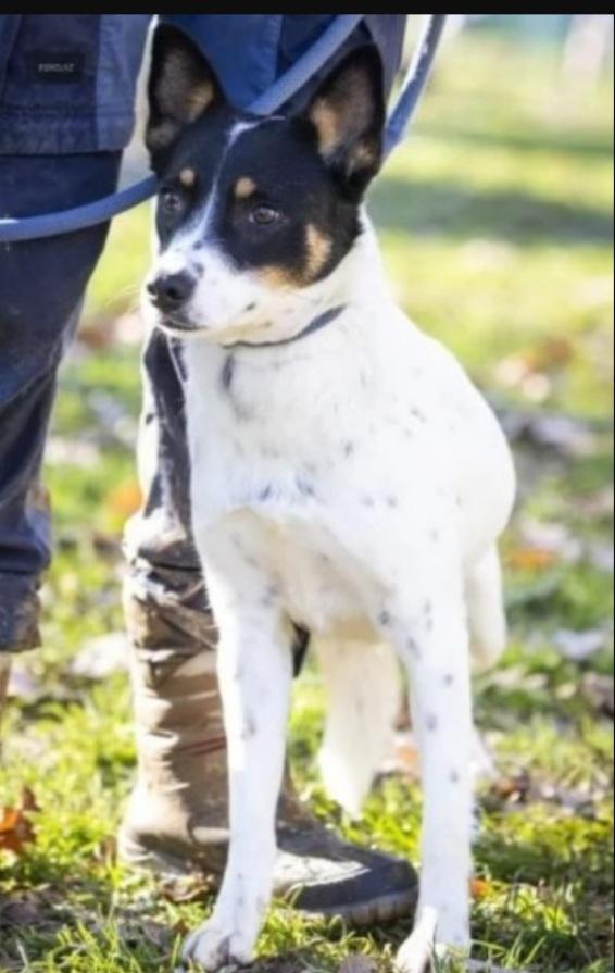 Femmina 3/4anni non riesce ad uscire dal canile! VARESE Foto 4