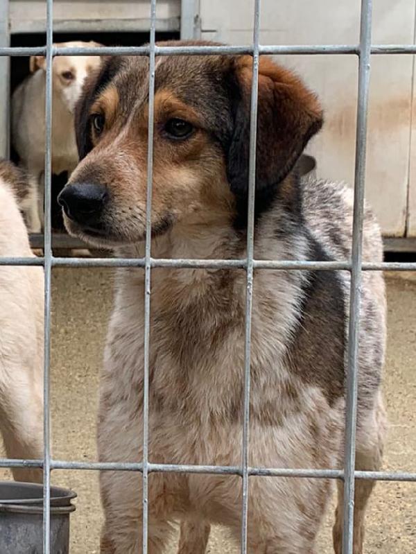 ELVIS, 4 ANNI, TAGLIA MEDIA PICCOLA (15 KG) Foto 2