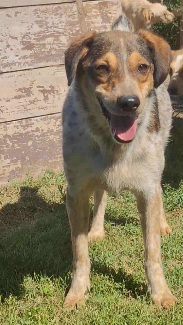 ELVIS, 4 ANNI, TAGLIA MEDIA PICCOLA (15 KG) Foto 8
