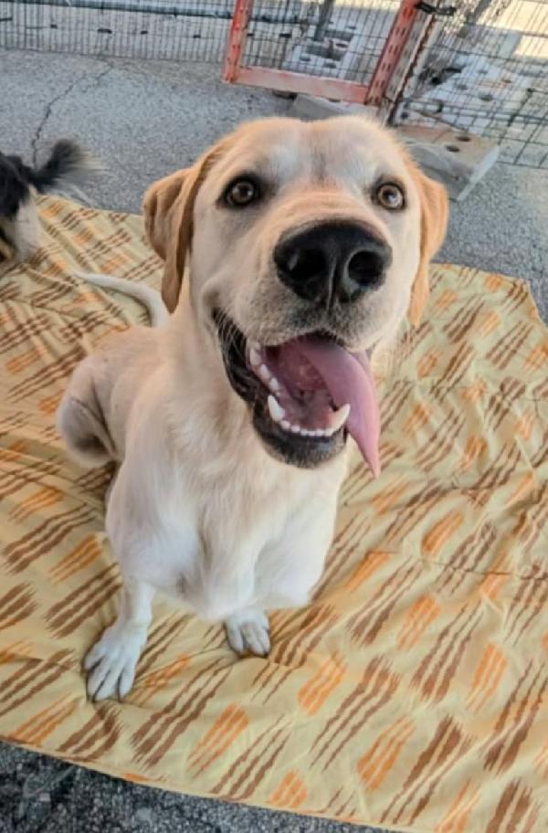 Cooper 11 Mesi Mix Labrador 