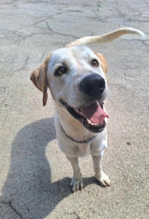 Cooper 11 mesi mix labrador  Foto 2