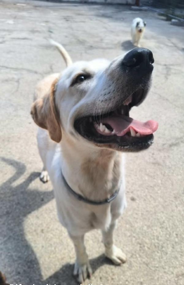Cooper 11 mesi mix labrador  Foto 3